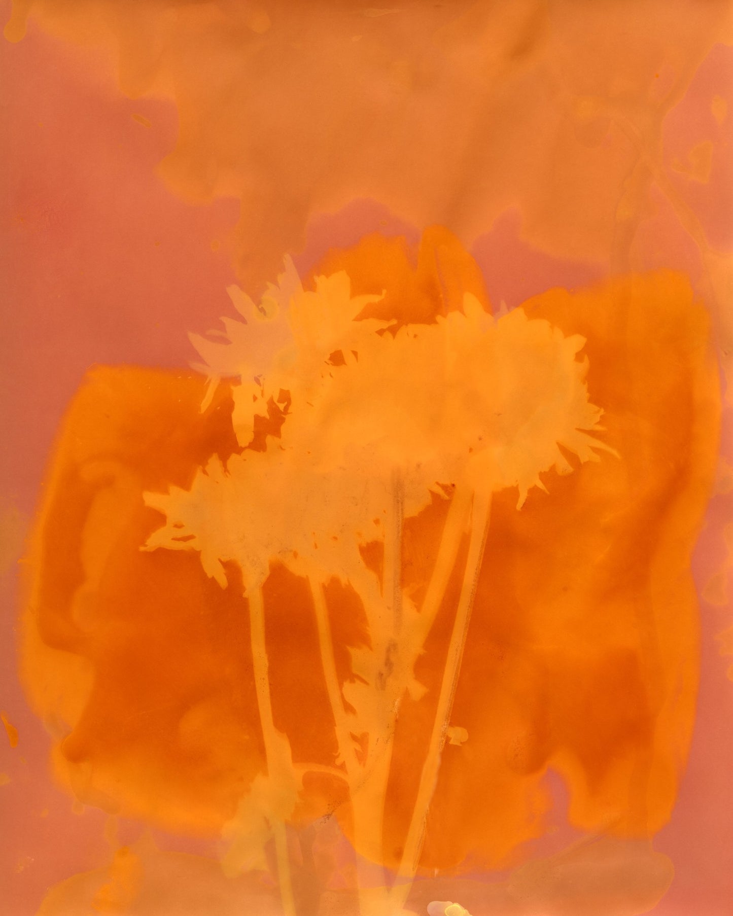 Assorted Prints (Lauren Allen) image 3