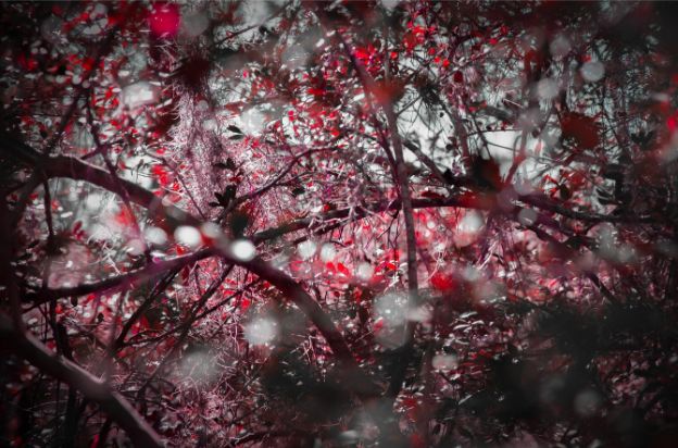 Photography. A photo of tree branches with beautiful vivid red and white. Edited.

Art for mental health/ art and mental health. Mental health through the arts.